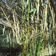 Arundo donax (Spanish Reed, Giant Reed) at Jerrabomberra, ACT - 27 Oct 2015 by Mike