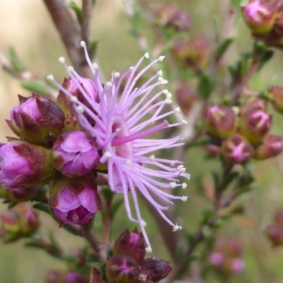 Kunzea parvifolia (Violet Kunzea) at Jerrabomberra, ACT - 10 Oct 2015 by Mike