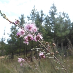 Kunzea parvifolia at Jerrabomberra, ACT - 10 Oct 2015