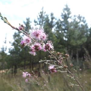 Kunzea parvifolia at Jerrabomberra, ACT - 10 Oct 2015