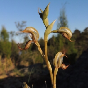 Oligochaetochilus hamatus at Greenway, ACT - 27 Oct 2015