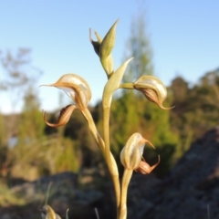 Oligochaetochilus hamatus at Greenway, ACT - 27 Oct 2015