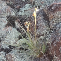 Oligochaetochilus hamatus at Greenway, ACT - 27 Oct 2015