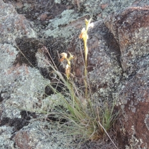 Oligochaetochilus hamatus at Greenway, ACT - 27 Oct 2015