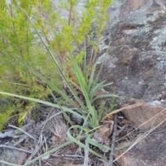 Dianella sp. aff. longifolia (Benambra) (Pale Flax Lily, Blue Flax Lily) at Greenway, ACT - 27 Oct 2015 by MichaelBedingfield