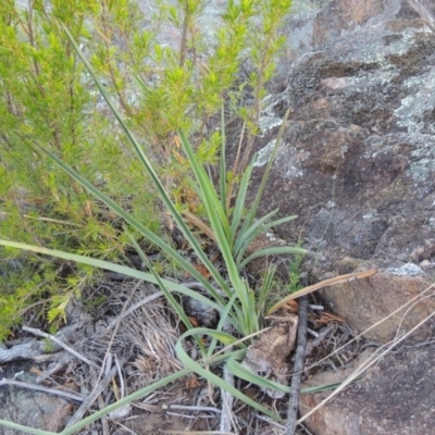 Dianella sp. aff. longifolia (Benambra) (Pale Flax Lily, Blue Flax Lily) at Pine Island to Point Hut - 27 Oct 2015 by michaelb