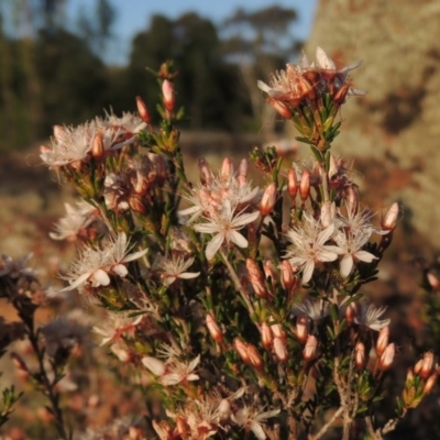 Calytrix tetragona (Common Fringe-myrtle) at Greenway, ACT - 27 Oct 2015 by michaelb