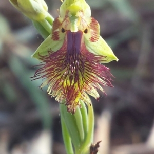 Calochilus montanus at Acton, ACT - 28 Oct 2015