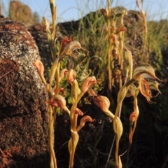 Oligochaetochilus hamatus at Greenway, ACT - suppressed