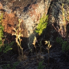 Oligochaetochilus hamatus at Greenway, ACT - suppressed