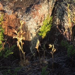 Oligochaetochilus hamatus at Greenway, ACT - suppressed