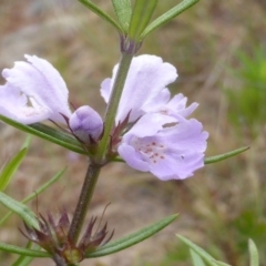 Westringia eremicola (Slender Western Rosemary) at Isaacs, ACT - 20 Oct 2015 by Mike