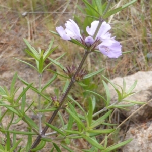 Westringia eremicola at Isaacs, ACT - 21 Oct 2015 10:45 AM