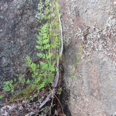 Cheilanthes sieberi (Rock Fern) at Pine Island to Point Hut - 27 Oct 2015 by michaelb