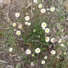 Erigeron karvinskianus (Seaside Daisy) at Isaacs Ridge - 20 Oct 2015 by Mike