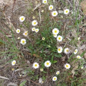 Erigeron karvinskianus at Isaacs, ACT - 20 Oct 2015