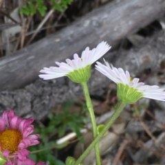 Erigeron karvinskianus at Isaacs, ACT - 20 Oct 2015 04:44 PM