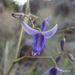 Dianella revoluta var. revoluta (Black-Anther Flax Lily) at Pine Island to Point Hut - 27 Oct 2015 by michaelb