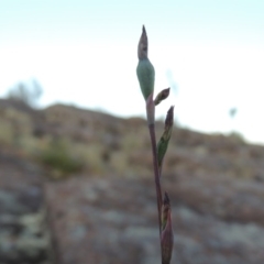 Thelymitra sp. (A Sun Orchid) at Pine Island to Point Hut - 27 Oct 2015 by michaelb