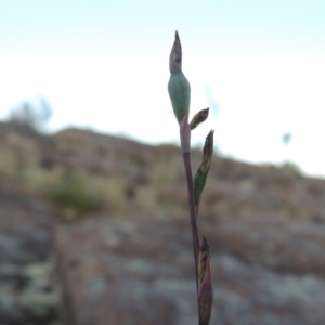 Thelymitra sp. at Greenway, ACT - 27 Oct 2015