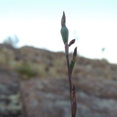 Thelymitra (genus) (sun orchids) at Greenway, ACT - 27 Oct 2015 by MichaelBedingfield