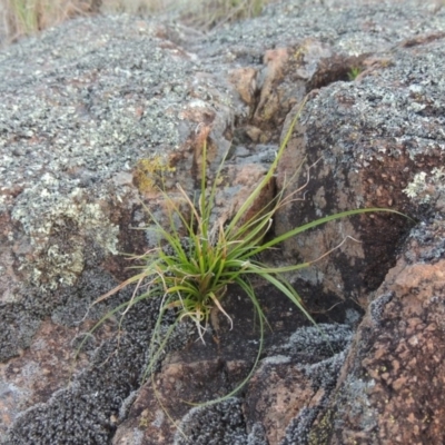 Carex breviculmis (Short-Stem Sedge) at Pine Island to Point Hut - 27 Oct 2015 by michaelb