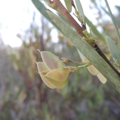 Daviesia mimosoides (Bitter Pea) at Pine Island to Point Hut - 27 Oct 2015 by michaelb
