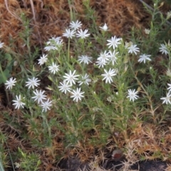 Stellaria pungens (Prickly Starwort) at Pine Island to Point Hut - 27 Oct 2015 by michaelb