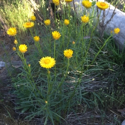 Xerochrysum viscosum (Sticky Everlasting) at O'Connor, ACT - 28 Oct 2015 by ibaird