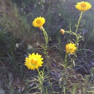 Xerochrysum viscosum at O'Connor, ACT - 28 Oct 2015