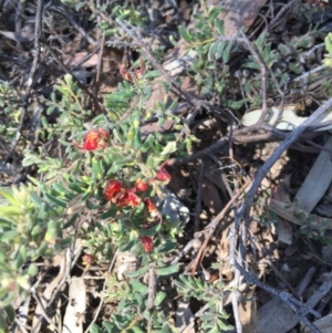 Grevillea alpina at O'Connor, ACT - 25 Oct 2015