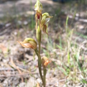 Oligochaetochilus aciculiformis at Tennent, ACT - suppressed