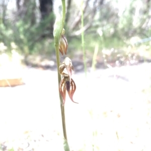 Oligochaetochilus hamatus at Tennent, ACT - 26 Oct 2015