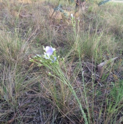 Linum marginale (Native Flax) at Mitchell, ACT - 28 Oct 2015 by NickiTaws