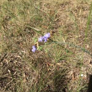 Linum marginale at Mitchell, ACT - 29 Oct 2015