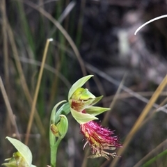 Calochilus montanus at Point 60 - 29 Oct 2015