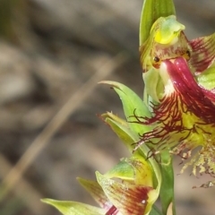 Calochilus montanus at Point 60 - 29 Oct 2015