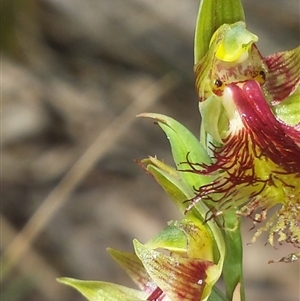 Calochilus montanus at Point 60 - 29 Oct 2015