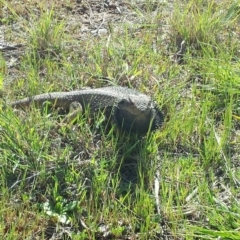 Pogona barbata (Eastern Bearded Dragon) at Flynn, ACT - 14 Sep 2013 by MattM