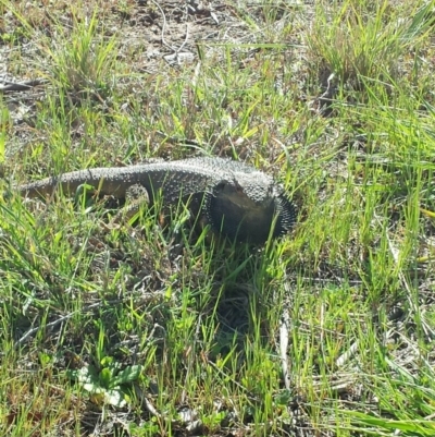 Pogona barbata (Eastern Bearded Dragon) at Umbagong District Park - 14 Sep 2013 by MattM