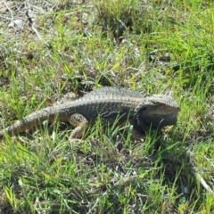 Pogona barbata at Flynn, ACT - suppressed