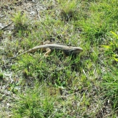 Pogona barbata at Flynn, ACT - suppressed
