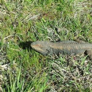 Pogona barbata at Flynn, ACT - 14 Sep 2013