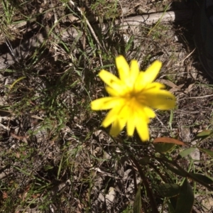 Microseris walteri at Bywong, NSW - 29 Oct 2015 11:13 AM