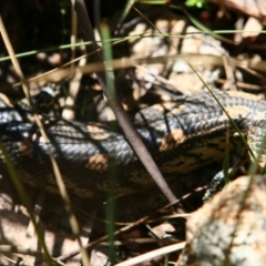 Tiliqua nigrolutea (Blotched Blue-tongue) at Tennent, ACT - 25 Oct 2015 by NathanaelC