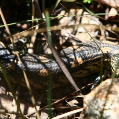 Tiliqua nigrolutea (Blotched Blue-tongue) at Tennent, ACT - 25 Oct 2015 by NathanaelC