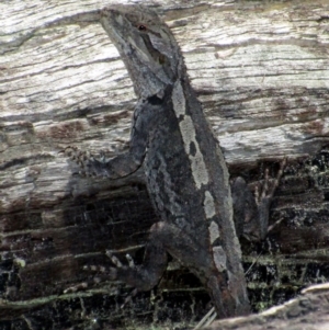 Amphibolurus muricatus at Tennent, ACT - 25 Oct 2015