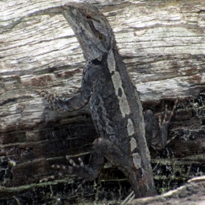 Amphibolurus muricatus (Jacky Lizard) at Tennent, ACT - 24 Oct 2015 by NathanaelC