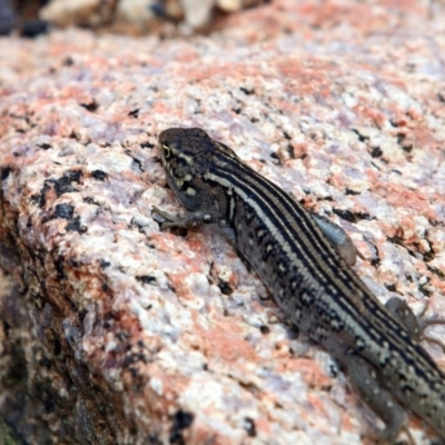 Liopholis whitii (White's Skink) at Tennent, ACT - 25 Oct 2015 by NathanaelC
