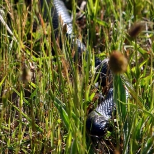 Pseudechis porphyriacus at Tennent, ACT - 25 Oct 2015